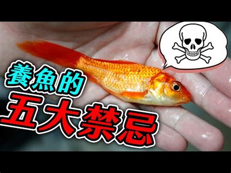 魚一直死怎麼辦|養魚新手入門：12個教學讓你養魚一次上手（新手必讀）